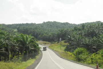 Newsletter 07/2017: The road ahead for palm oil